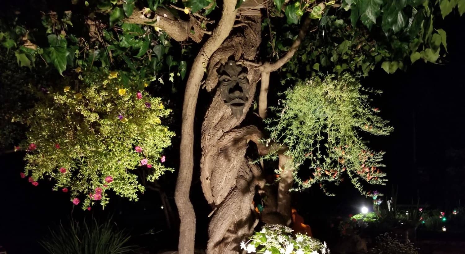 View of tree with twisted trunk and wooden mask at night with a spotlight surrounded by hanging flowers baskets