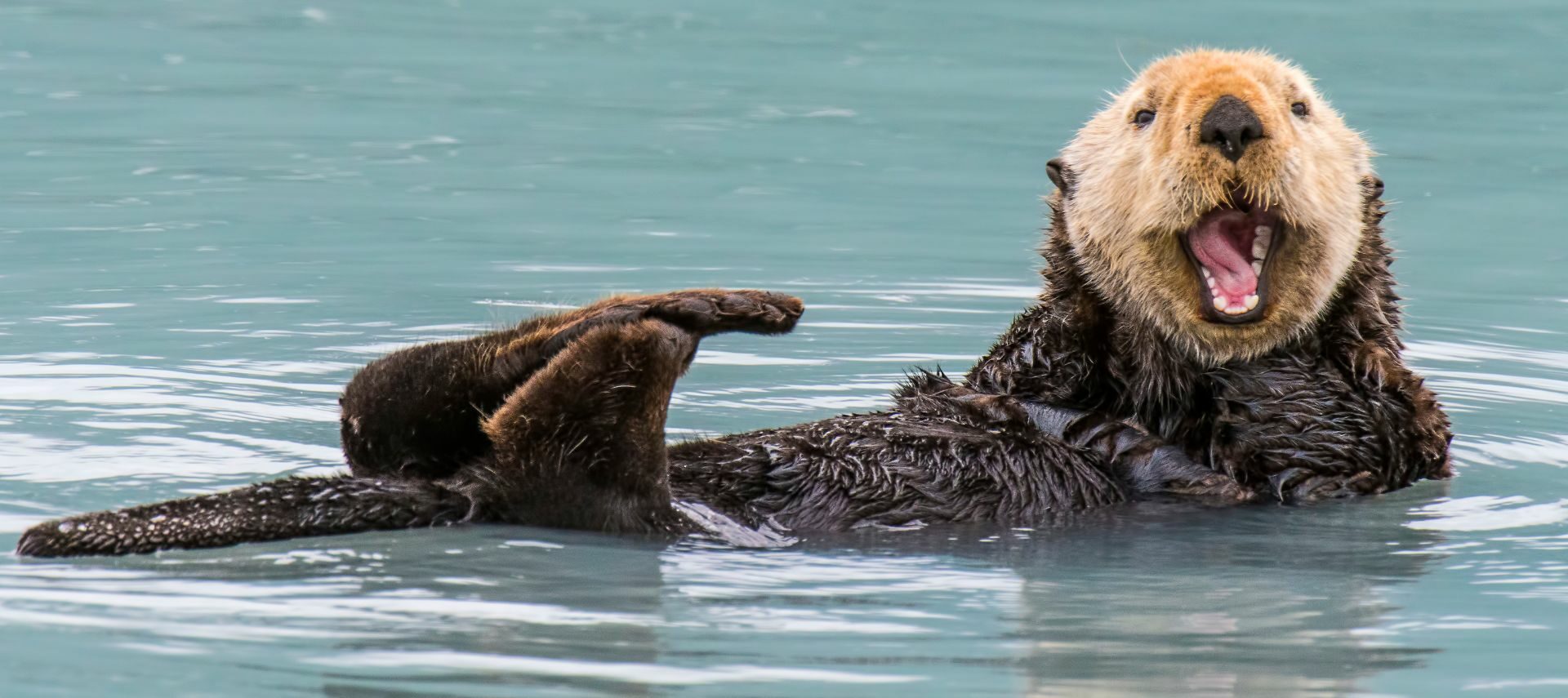 A smiling sea otter on its back in the water
