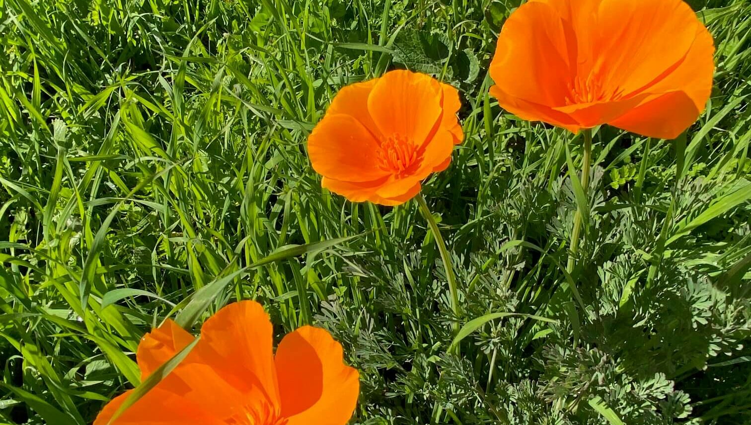 Bright orange poppies in full bloom with green background