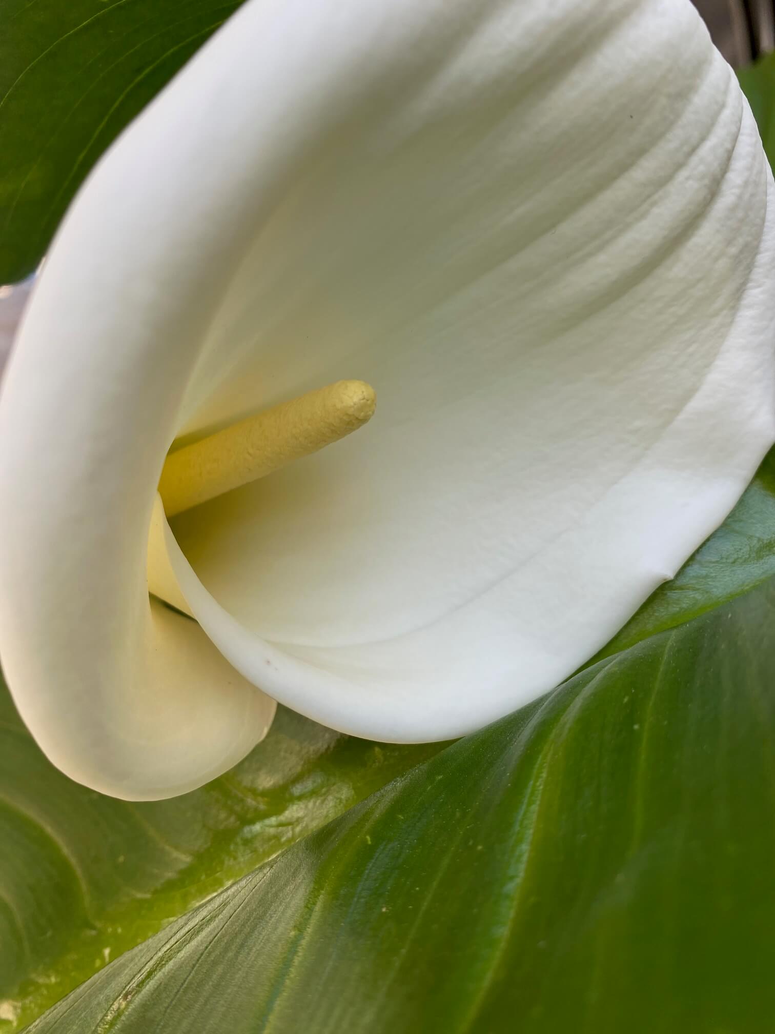a white curled calla lily with a yellow stem and green leaves in background