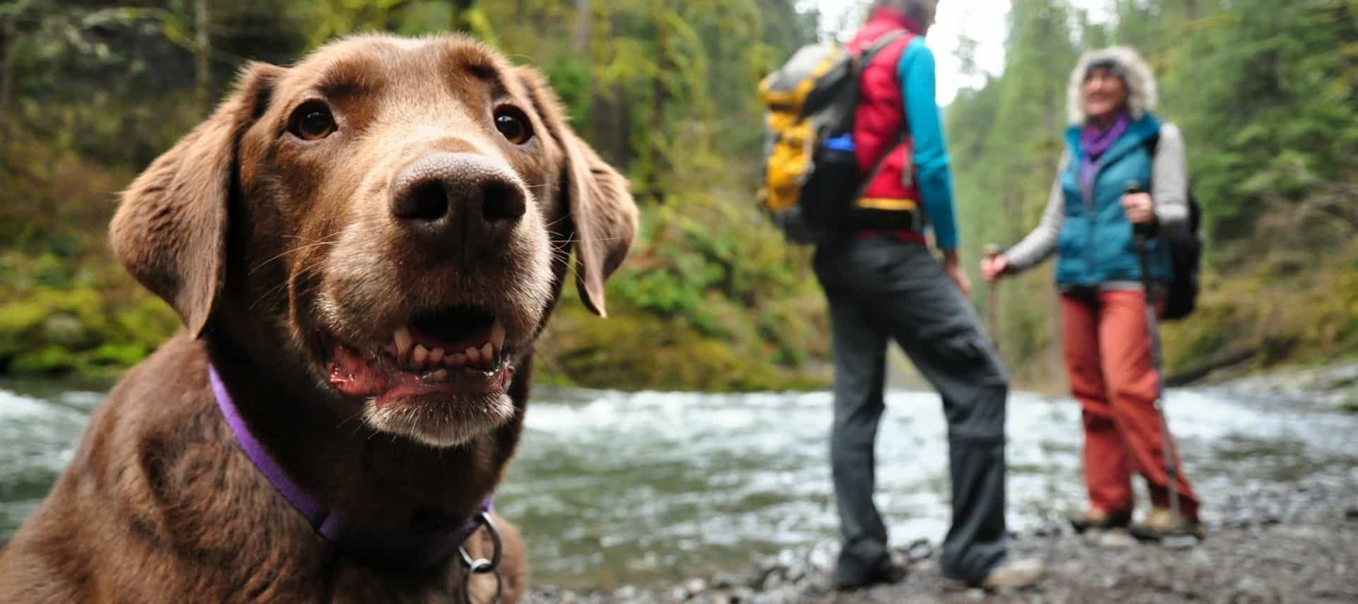 A couple hiking by a creek with their chocolate lab.