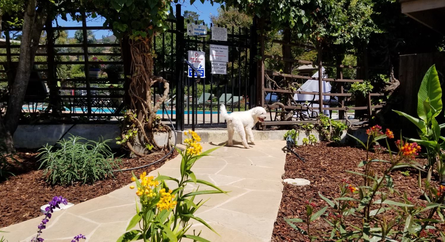 Dog Friendly Carmel Valley Ca Hotel For