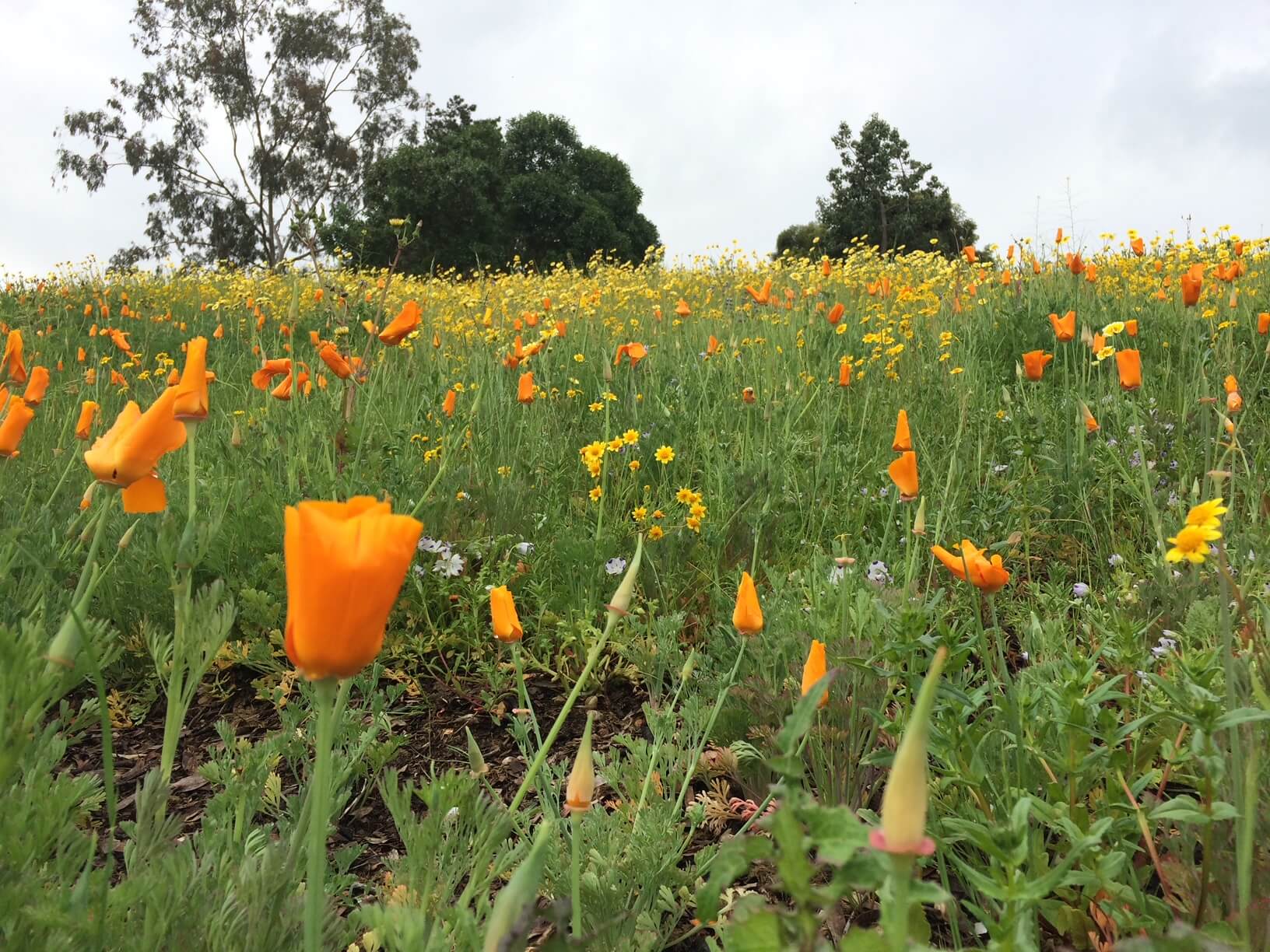 bright orange poppies, and yellow daises along a green hillside with blue sky in the background
