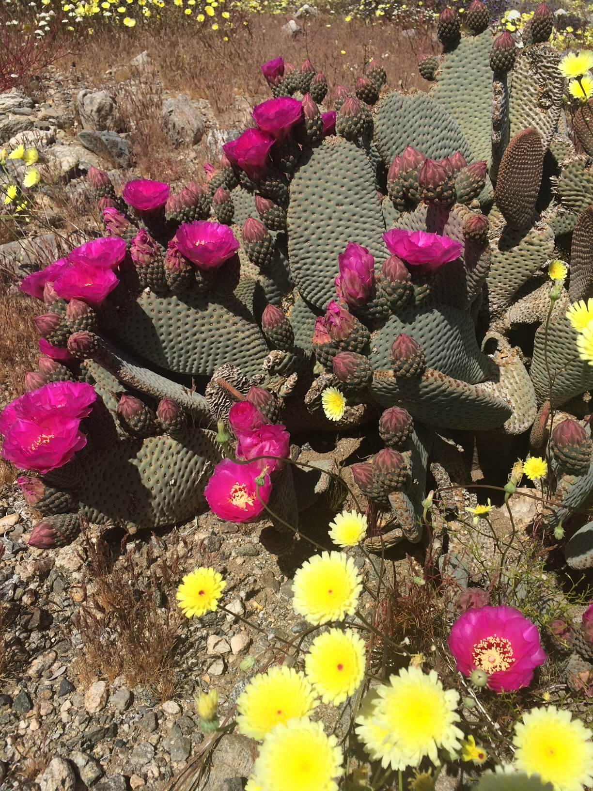 bright pink and yellow flowers bloom atop green cacti